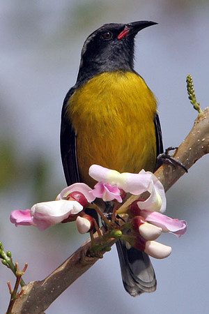 Bananaquit (Coereba flaveola) male