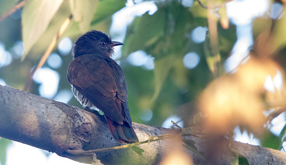 Violet cuckoo (Chrysococcyx xanthorhynchus) Male