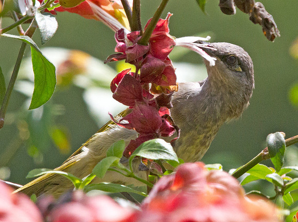 Brown Honeyeater (Lichmera indistincta)
