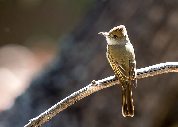 Greater pewee (Contopus pertinax)