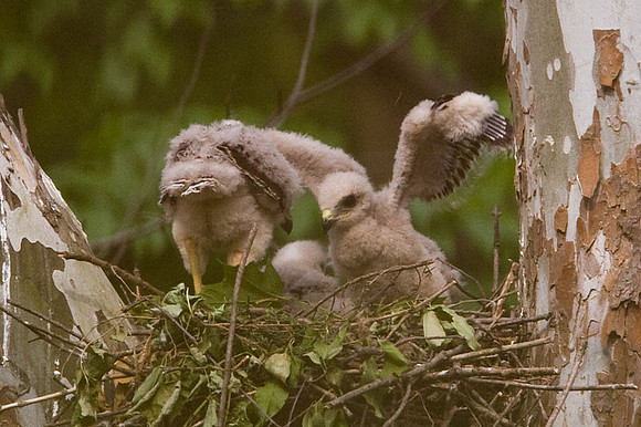 Red-shouldered Hawk (Buteo lineatus) juvenile