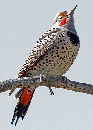 Northern Flicker (Red-shafted) (Colaptes auratus)
