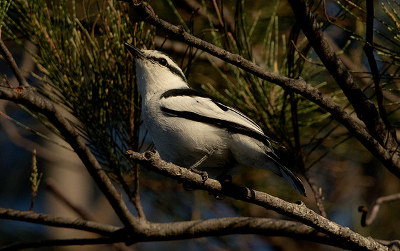 Pied triller (Lalage nigra)
