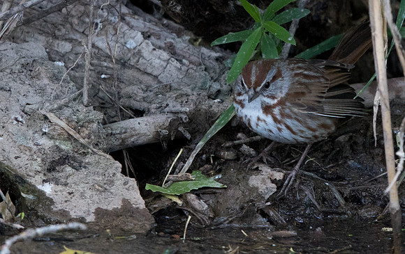 Song sparrow (Melospiza melodia)