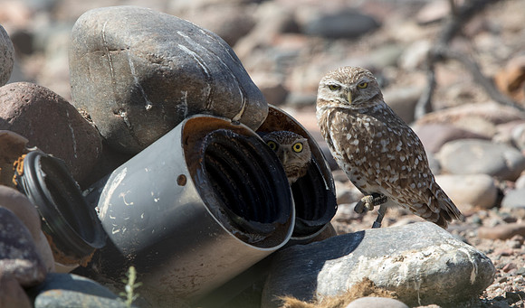 Burrowing owl (Athene cunicularia)