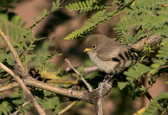 Verdin (Auriparus flaviceps) Juv