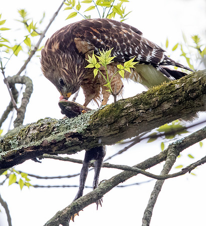 Red-shouldered hawk (Buteo lineatus) Male