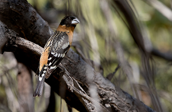 Black-headed grosbeak (Pheucticus melanocephalus)  Male