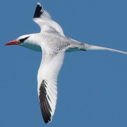 Red-billed Tropicbird (Phaethon aethereus)