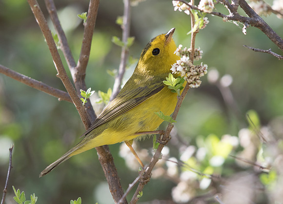 Wilson's warbler (Cardellina pusilla) Male