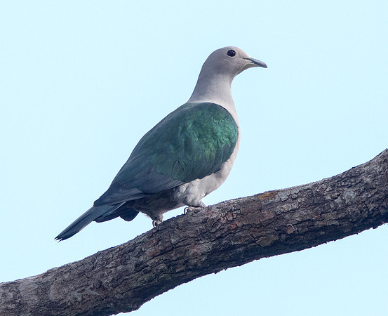 Green imperial pigeon (Ducula aenea)