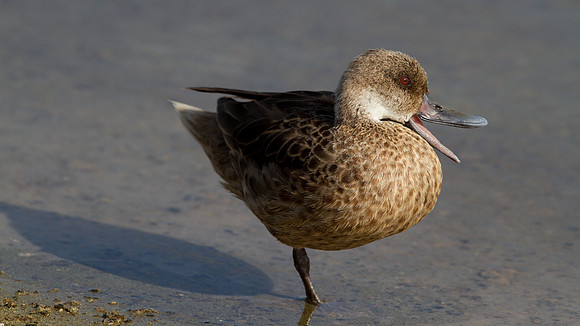 White-cheeked Pintail (Anas bahamensis)