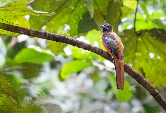 Diard's trogon (Harpactes diardii) Female