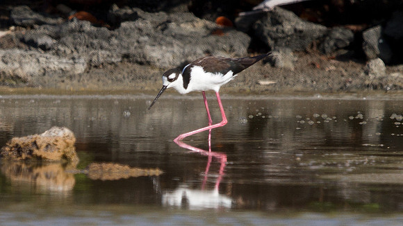 Black-necked Stilt (Himantopus mexicanus)