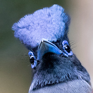 Asian paradise flycatcher (Terpsiphone paradisi) Male