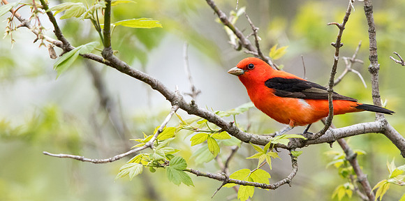 Scarlet tanager (Piranga olivacea)