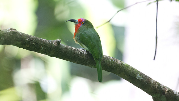 Red-bearded Bee-eater (Nyctyornis amictus)