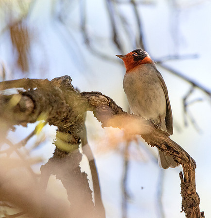 Red-faced warbler (Cardellina rubrifrons) Male