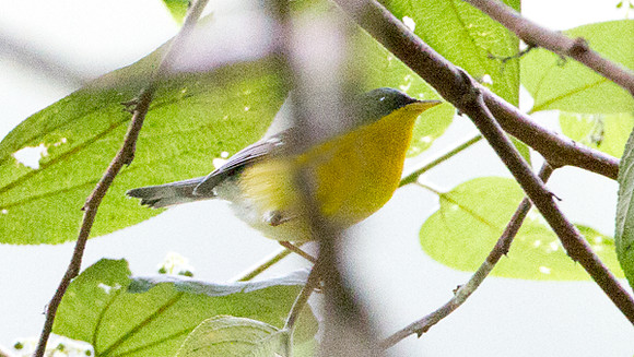 Tropical Parula (Parula pitiayumi)