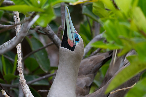 Red-footed Booby (Sula sula)