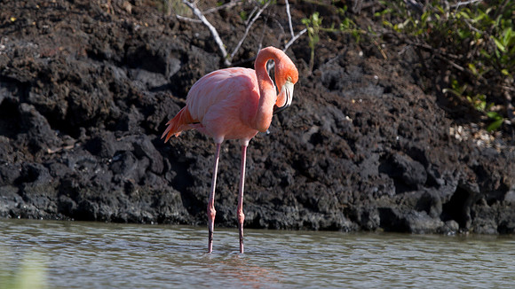 American Flamingo (Phoenicopterus ruber)