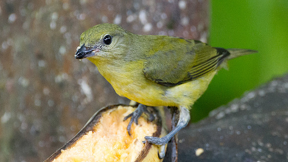 Thick-billed Euphonia (Euphonia laniirostris)