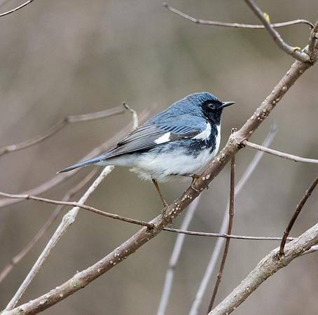 Black-throated blue warbler (Setophaga caerulescens) Male