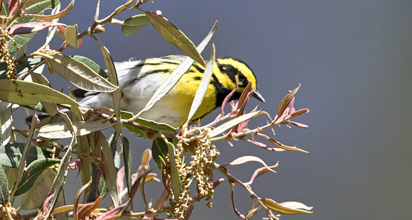 Townsend's warbler (Setophaga townsendi)