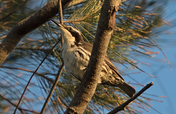 Stripe-headed rhabdornis  (Rhabdornis mystacalis)