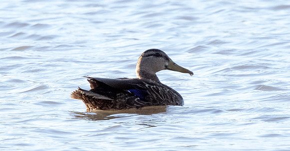 Mexican Duck (Anas platyrhynchos diazii)