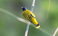 Black-headed bulbul (Pycnonotus atriceps)