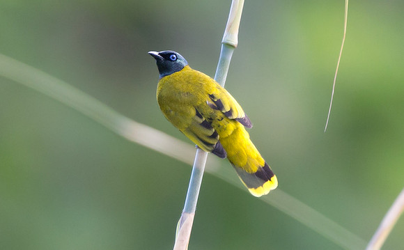 Black-headed bulbul (Pycnonotus atriceps)