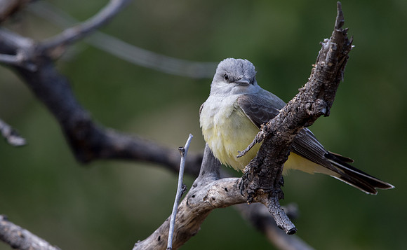 Western kingbird (Tyrannus verticalis)