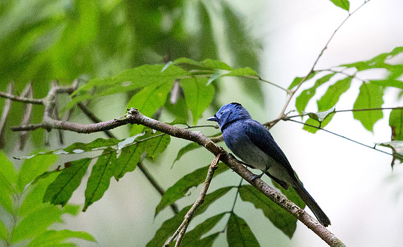 Black-naped monarch (Hypothymis azurea) Male