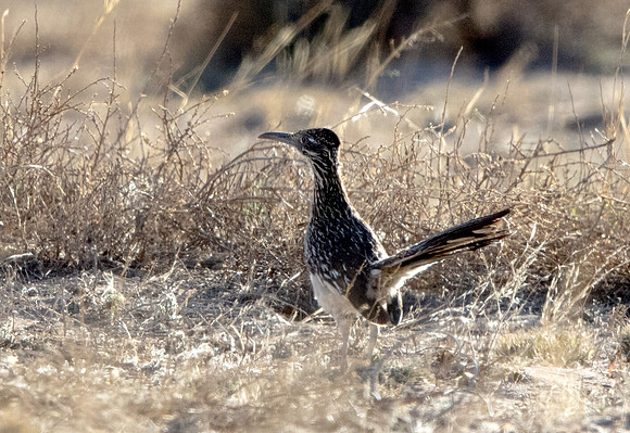 Greater roadrunner (Geococcyx californianus)