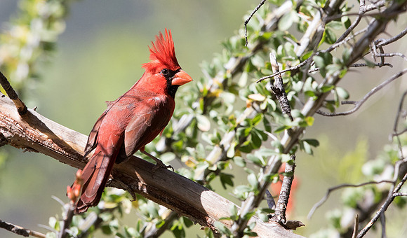 Northern cardinal (Cardinalis cardinalis) Male