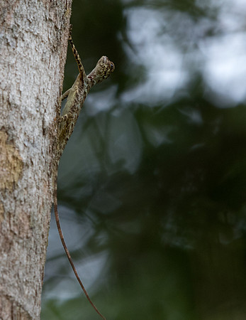 Flying lizards (Genus Draco)