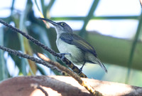 Pale spiderhunter (Arachnothera dilutior)