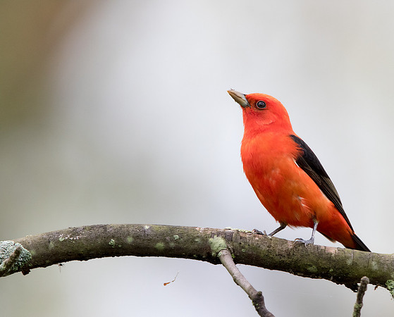 Scarlet tanager (Piranga olivacea)