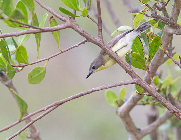 Golden-bellied gerygone (Gerygone sulphurea)