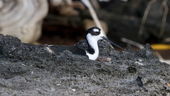Black-necked Stilt (Himantopus mexicanus)