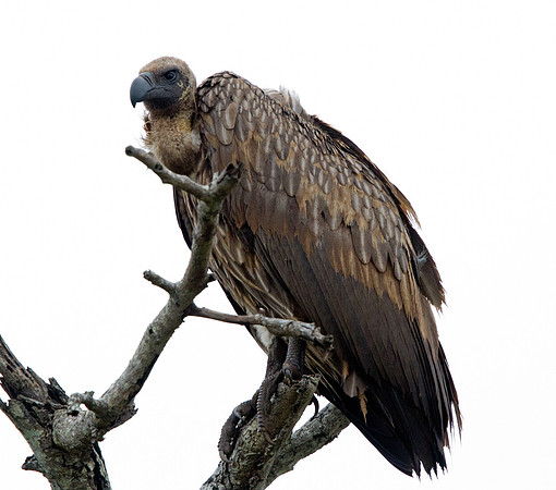 Vulture