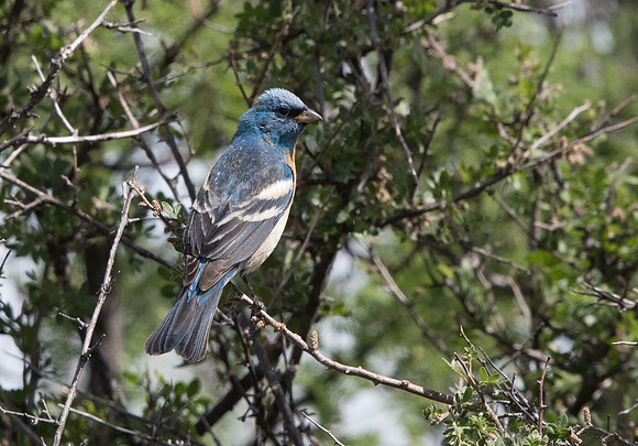 Lazuli bunting (Passerina amoena)  Male