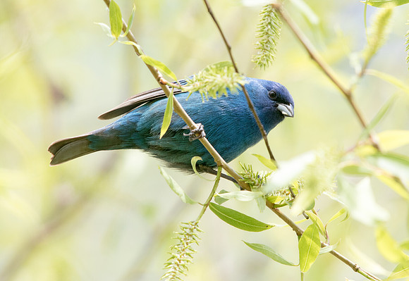 Indigo bunting (Passerina cyanea) Male