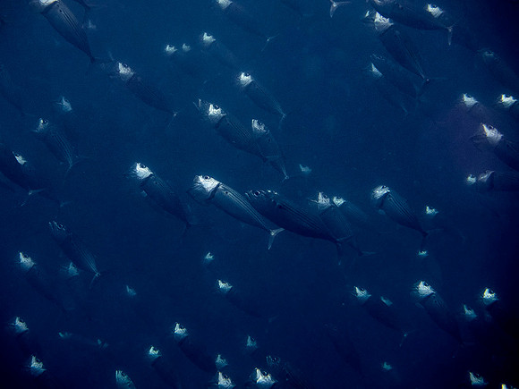 Long-jawed mackerel (Rastrelliger kanagurta)