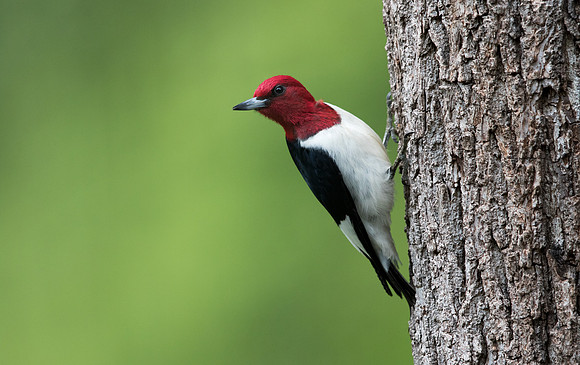 Red-headed woodpecker (Melanerpes erythrocephalus)