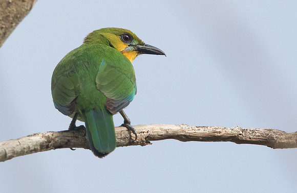 Yellow-throated leafbird (Chloropsis palawanensis)