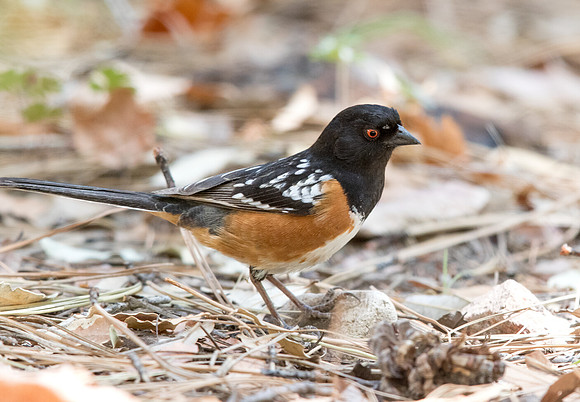 Spotted towhee (Pipilo maculatus) Male