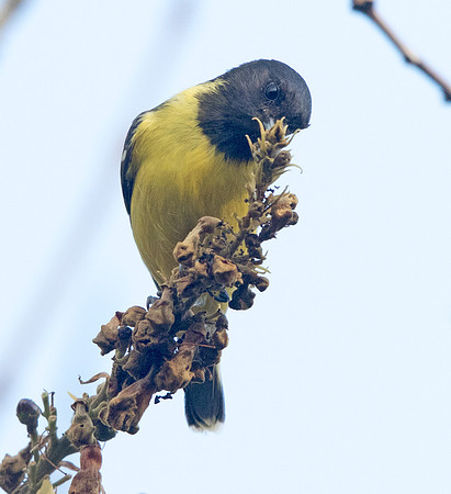 Palawan tit ( Pardaliparus amabilis)