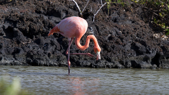 American Flamingo (Phoenicopterus ruber)